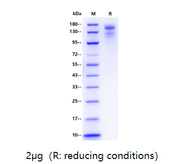 新冠抗原新品推荐—— SARS-CoV-2 (BA.2.75)