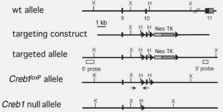Creb1基因编辑小鼠