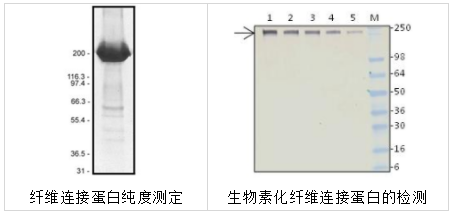 Cytoskeleton丨艾美捷 纤维连接蛋白（生物素化）