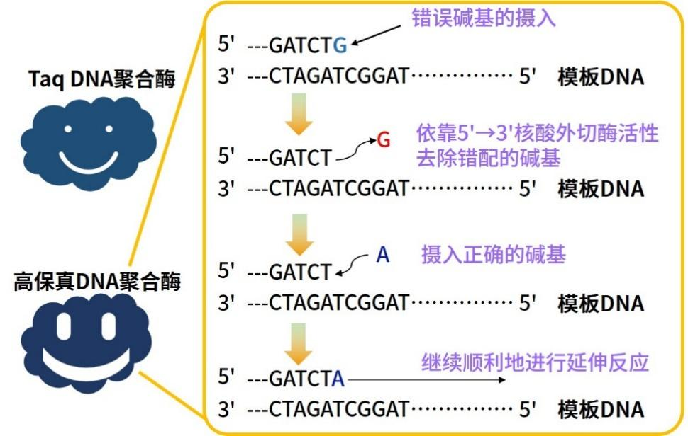 精品推荐 | 合成DNA片段，何不选用快且准确的方式?