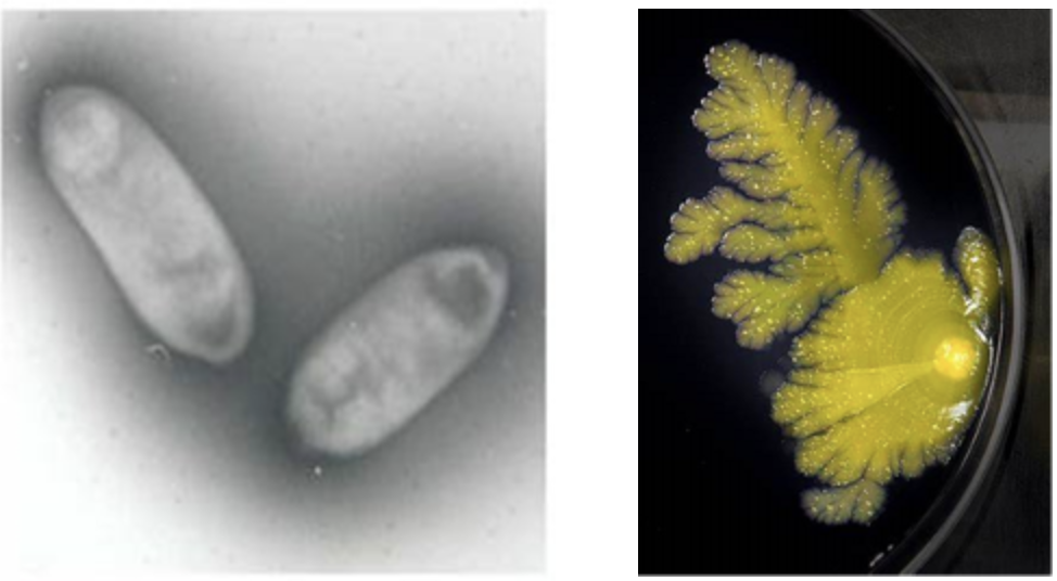 探秘黑胶虫（上）