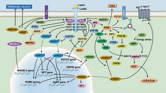 肥胖症研究小鼠介绍（上）：LEP/LEPR经典通路模型