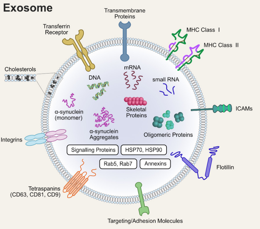 从一个小囊泡到诺贝尔奖得主的逆袭之路