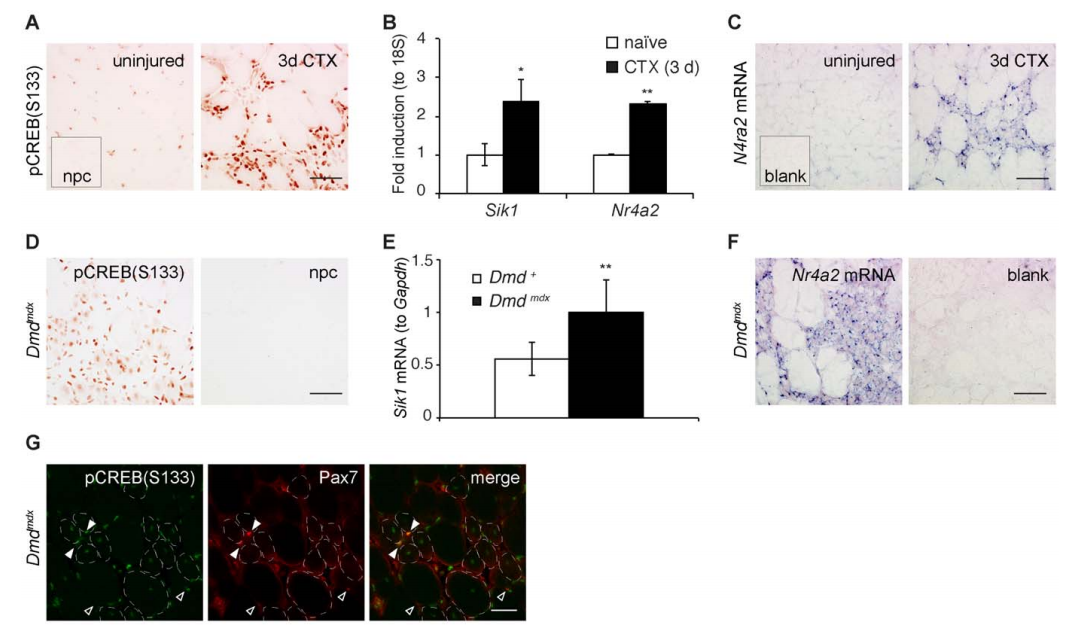 Creb1基因编辑小鼠