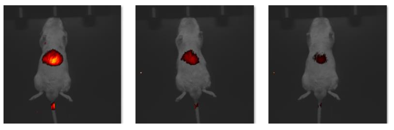 小动物成像检测有哪些?可以对应哪些指标?