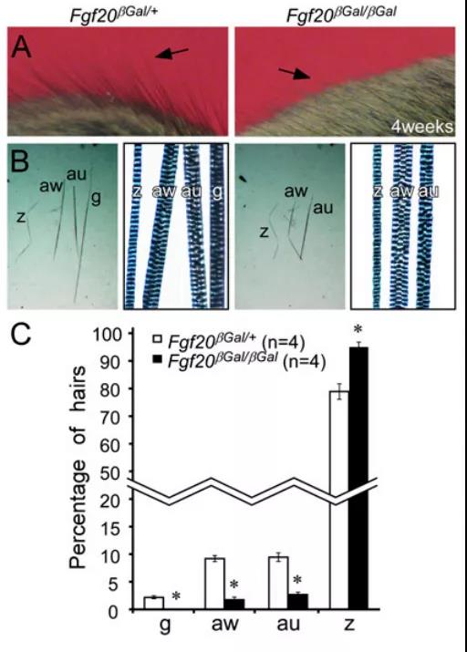 Fgf20基因编辑小鼠