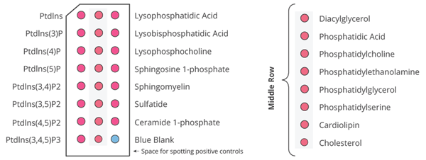 Mega Lipid试纸：限时促销，致敬科研工作者