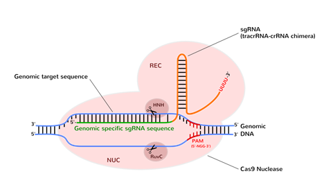 艾美捷 优化的Cas9核酸酶特征和相关研究 艾美捷 优化的Cas9核酸酶特征和相关研究