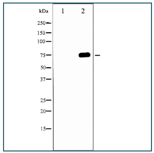 艾美捷磷酸化-Tau(Thr 231)抗体中英文说明书 艾美捷磷酸化-Tau(Thr 231)抗体中英文说明书