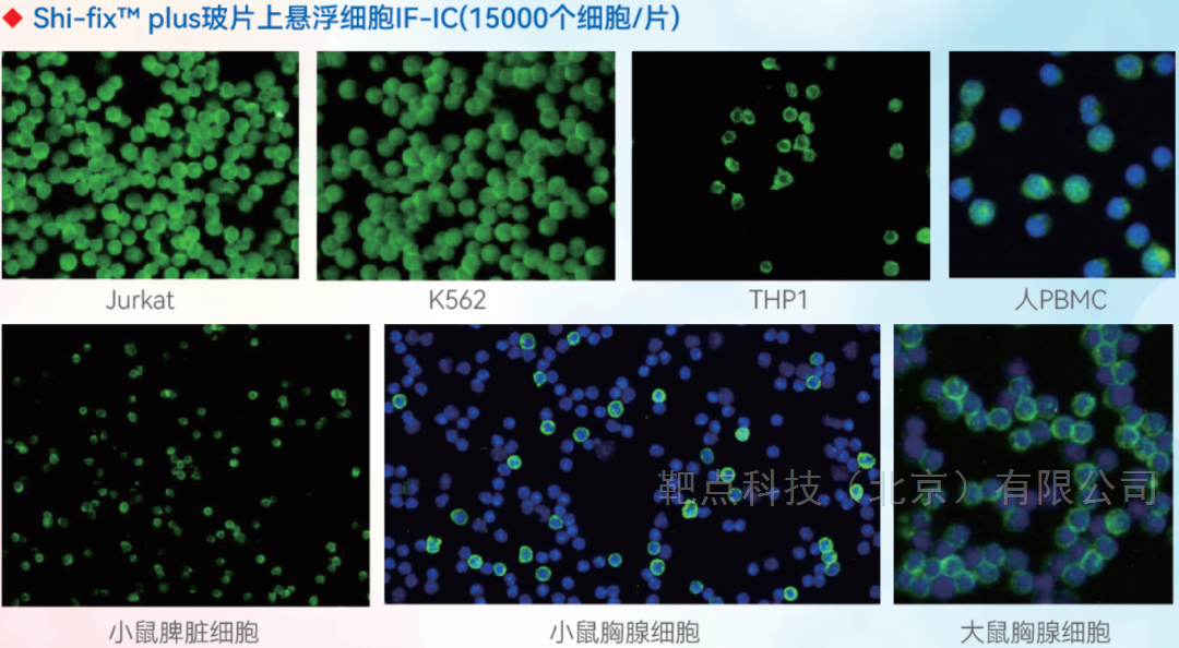 悬浮细胞免疫荧光专用玻片使用解决方案文献参考