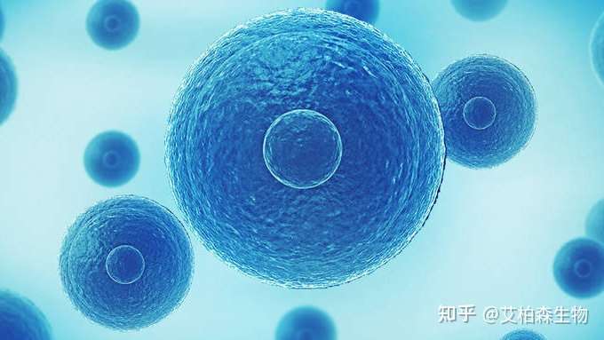 干细胞种类及其用途？