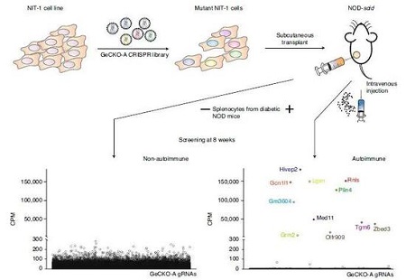 新的靶点有望为移植的β细胞撑起一把保护伞