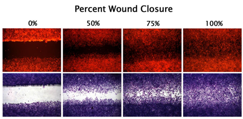 CytoSelect 24孔板伤口愈合分析试剂盒，低价狂欢不停歇