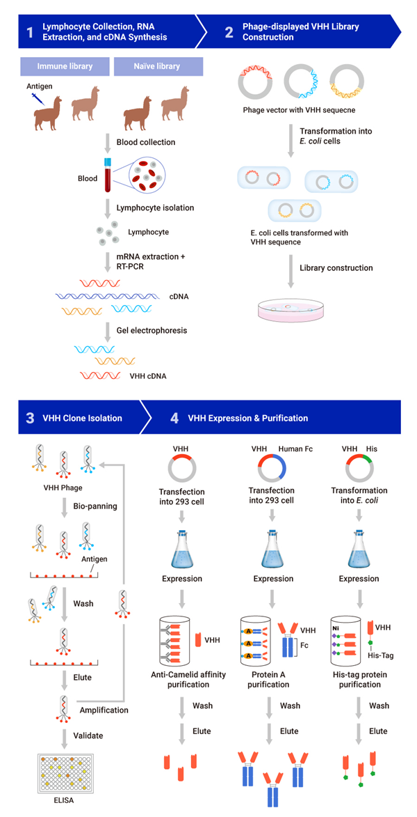 Abnova NanoAb抗VHH纳米抗体定制服务 Abnova NanoAb抗VHH纳米抗体定制服务