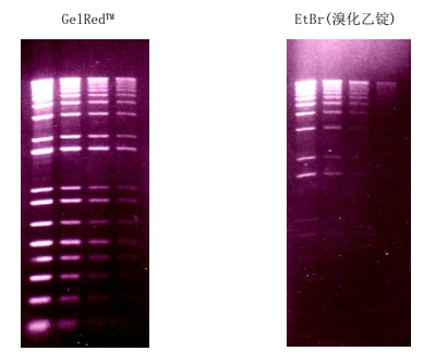 艾美捷GelRed:安全,稳定,灵敏度,你要的,都有! 艾美捷GelRed:安全,稳定,灵敏度,你要的,都有!