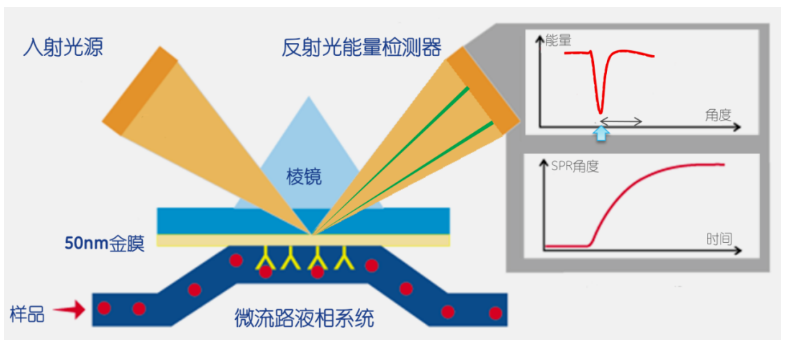 分子互作方法之BIAcore！