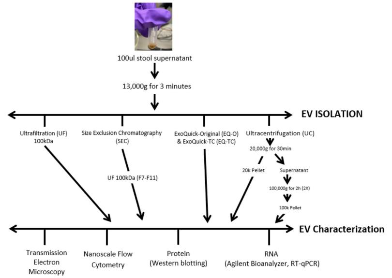 选择困难症要犯了，怎样选择适合的外泌体提取方法？