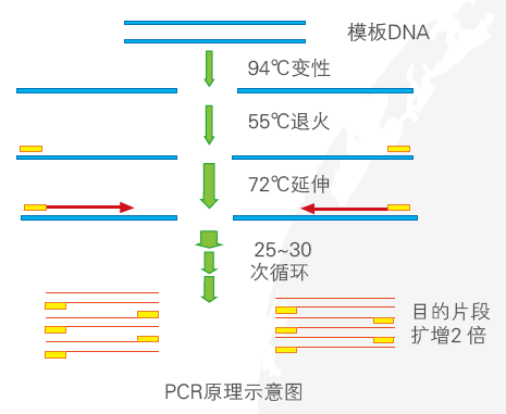 分子小课堂 | 常规PCR技术介绍