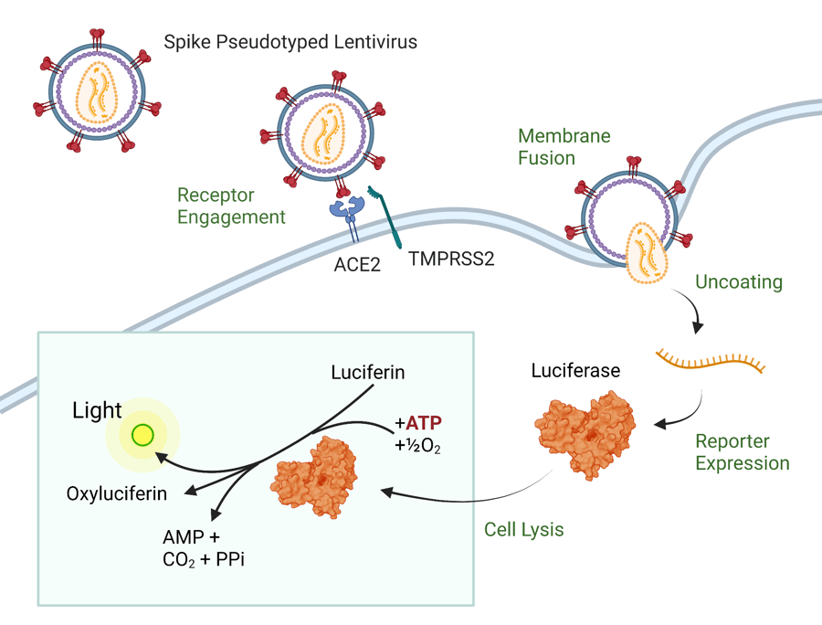 破译 Omicron 新突变体的工具