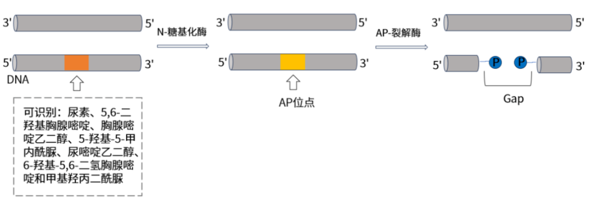 新品│Endonuclease VIII：精准切割DNA受损碱基，助力基因损伤修复研究