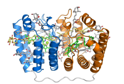 AAT-2559中英文说明丨艾美捷PerCP蛋白介绍