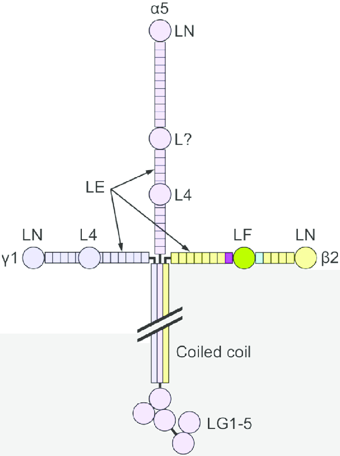 Laminin 521 - 干细胞培养最常用的细胞外基质