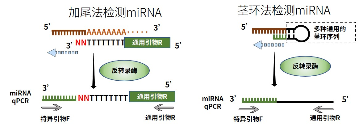 涨知识 | qPCR专场七：认识不同荧光定量PCR方法