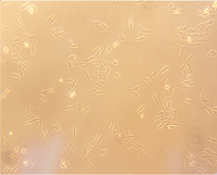 识破各种污染，拯救您的细胞