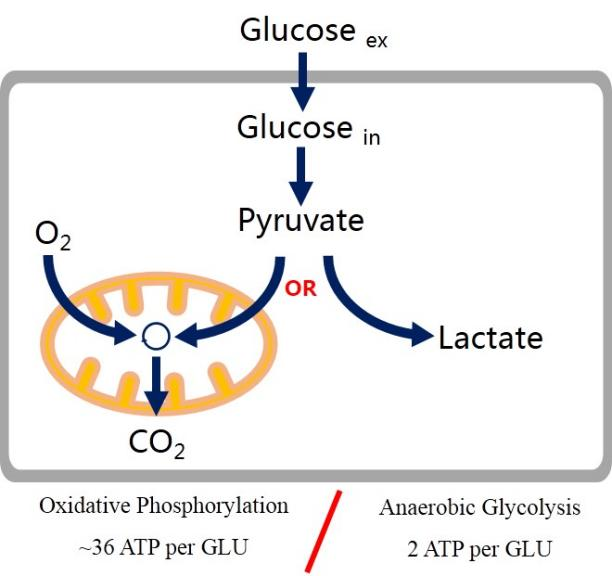 Elabscience®癌症研究中常见糖代谢指标
