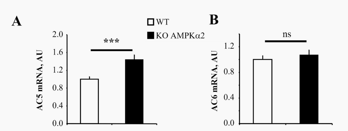 【本月之星】AMPK、TREM2、p53 基因敲除细胞