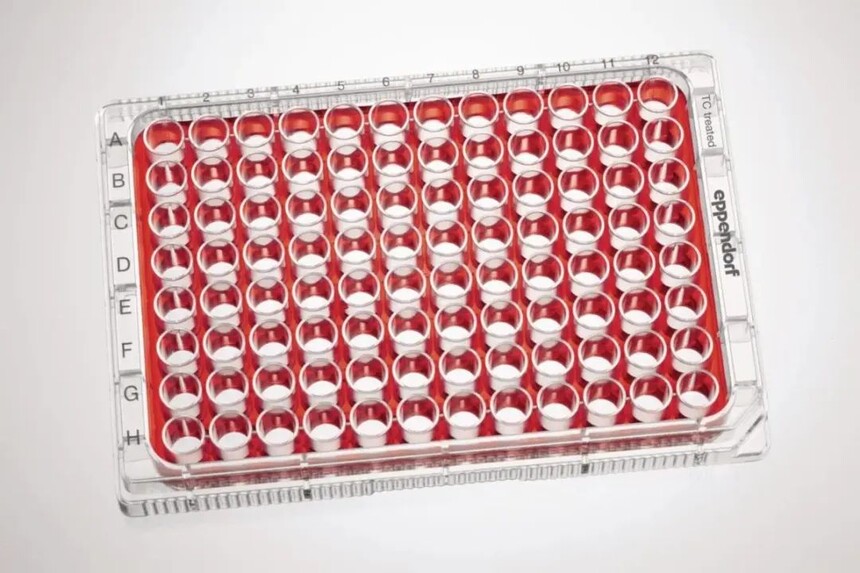 干货分享 | 细胞培养板的选购技巧