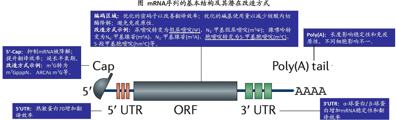 mRNA 质量检测之 poly A 尾检测方法