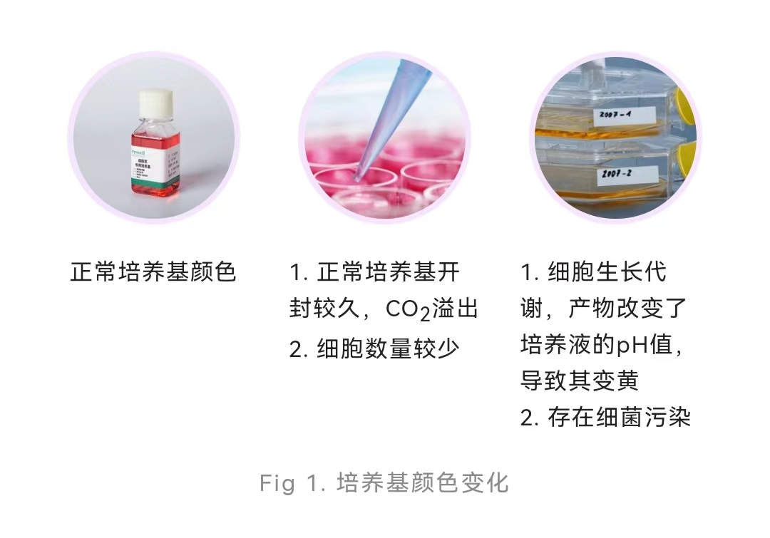 ELISA实验前，你需要了解的细胞培养＆样本收集处理