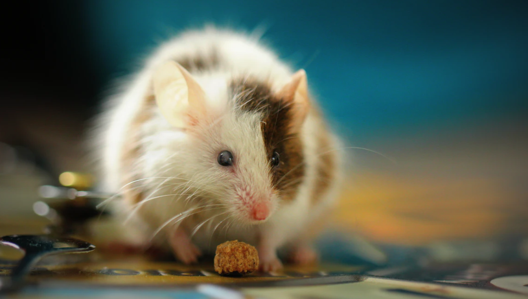 Metabolism | 单进军/杨勤合作发现肥胖人群为何更易感染新冠