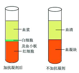 ELISA通关必备丨样本篇丨常见样本丨血清血浆