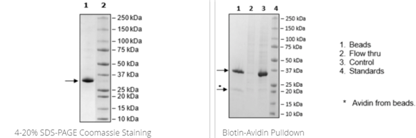 JAK2(W659A,W777A,F794H)(JH2结构域),His Avi标签,生物素标记重组，科研好物限时特惠！