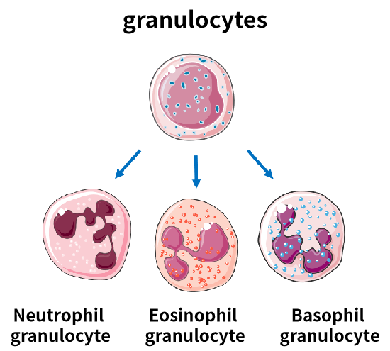 粒细胞.png