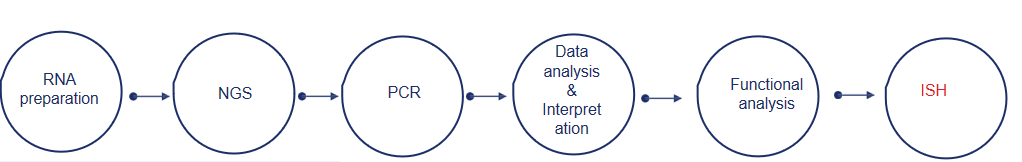 miRCURY LNA miRNA Detection Probe助力miRNA ISH检测