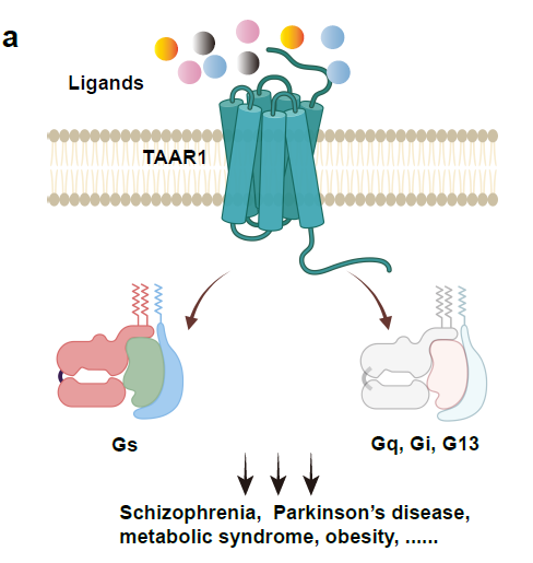 恭贺我司客户两篇Nature背靠背!揭秘TAAR1在药物成瘾和精神类疾病治疗中的巨大潜力!