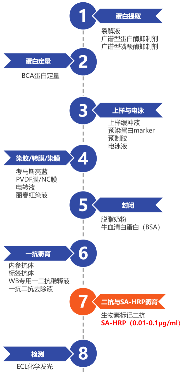 科普介绍：免疫学基础实验与过氧化物酶链霉亲和素