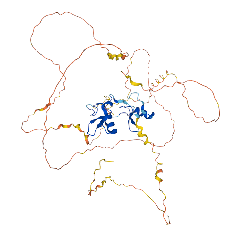 Gata2基因敲除小鼠