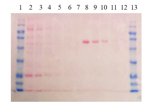 Bio-Helix丨Bio-Helix艾美捷Ponceaus S染色液说明书 Bio-Helix丨Bio-Helix艾美捷Ponceaus S染色液说明书