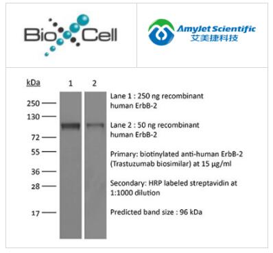 艾美捷BioXCell体内SIM抗人HER2(曲妥珠单抗生物类似药)方案 艾美捷BioXCell体内SIM抗人HER2(曲妥珠单抗生物类似药)方案