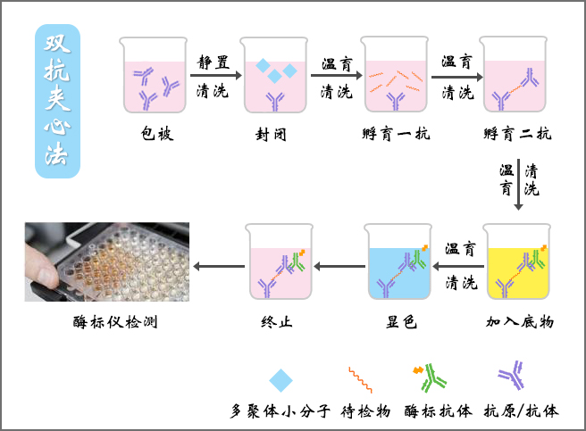 ELISA 实验流程