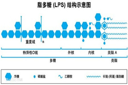 脂多糖(LPS) 来源于肠炎沙门氏菌, S-型解决方案