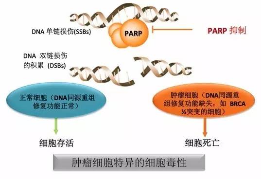 PARP – 肿瘤治疗靶点┃优宁维