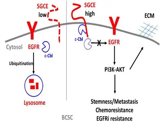 SGCE对于乳腺癌干细胞的自我更新不可或缺