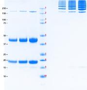Hp2021-2.2-02-final-gel_website.jpg