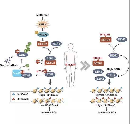 赛业生物基因编辑小鼠助力肿瘤研究