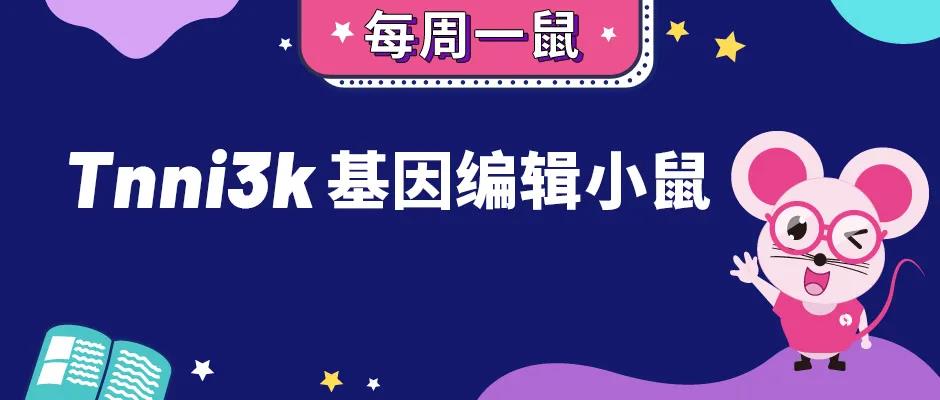 【每周一鼠】Tnni3k基因编辑小鼠与心血管疾病